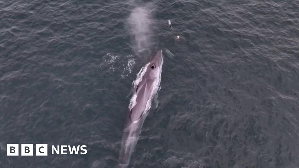 Rare fin whale filmed off Falmouth